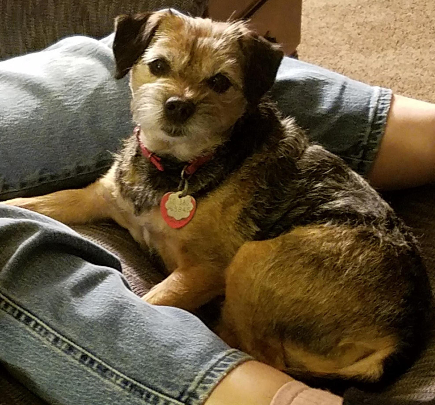 Custom 3D Printed Pet Portrait Silhouettes